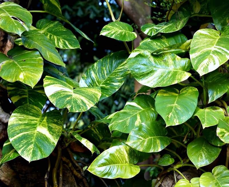 Are Pothos Toxic to Dogs?