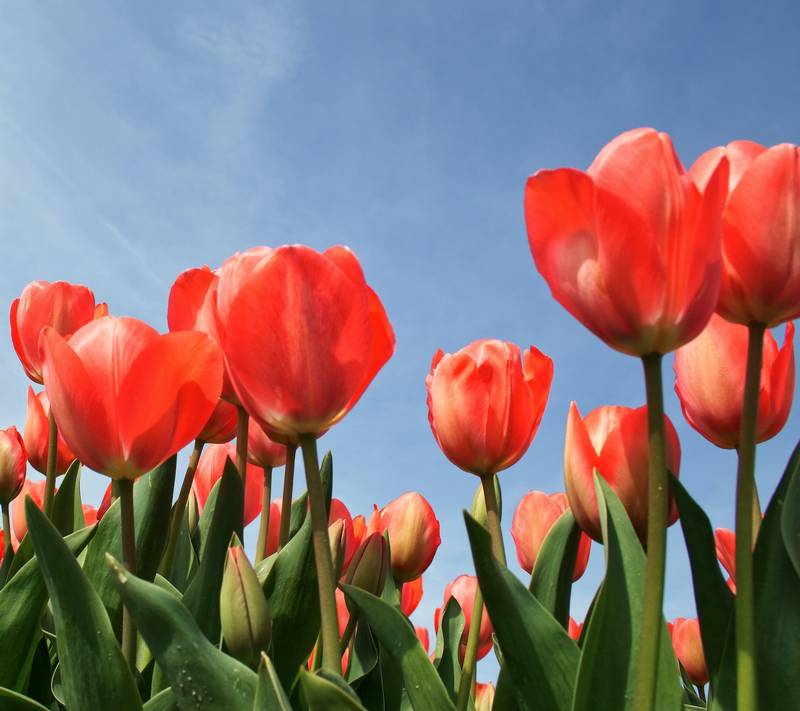Are Tulips Toxic to Dogs?
