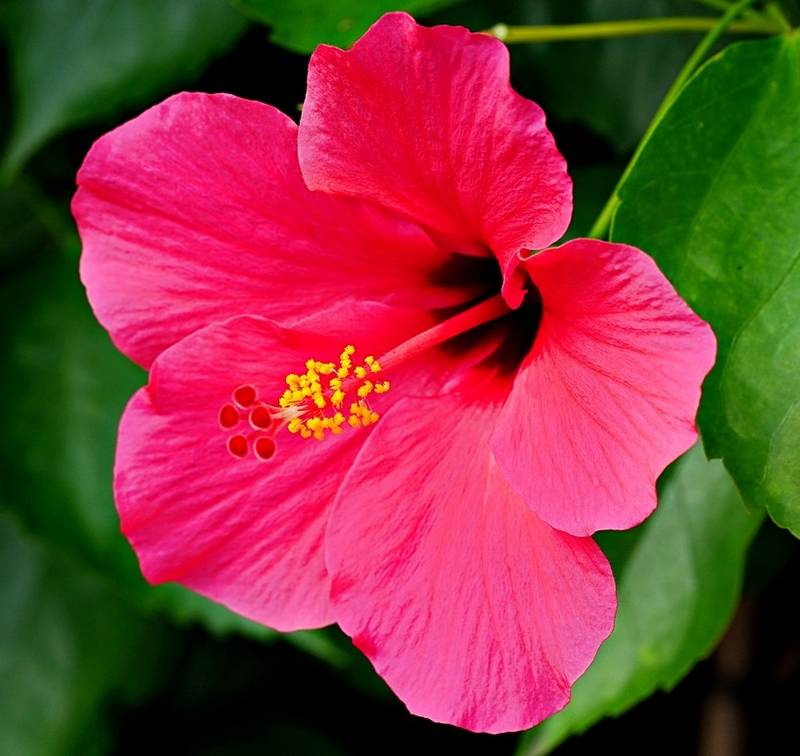 Hibiscus Safe for Dogs