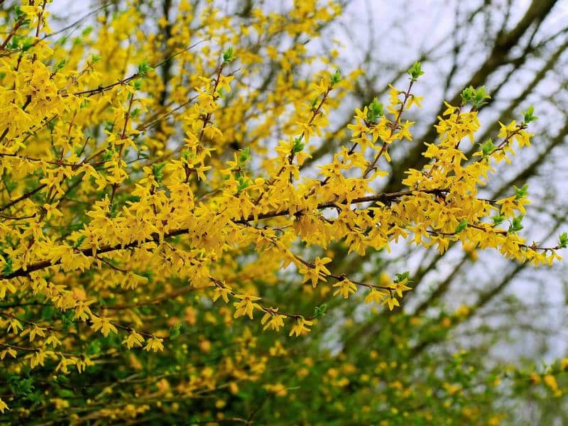 Is Forsythia Poisonous to Dogs?