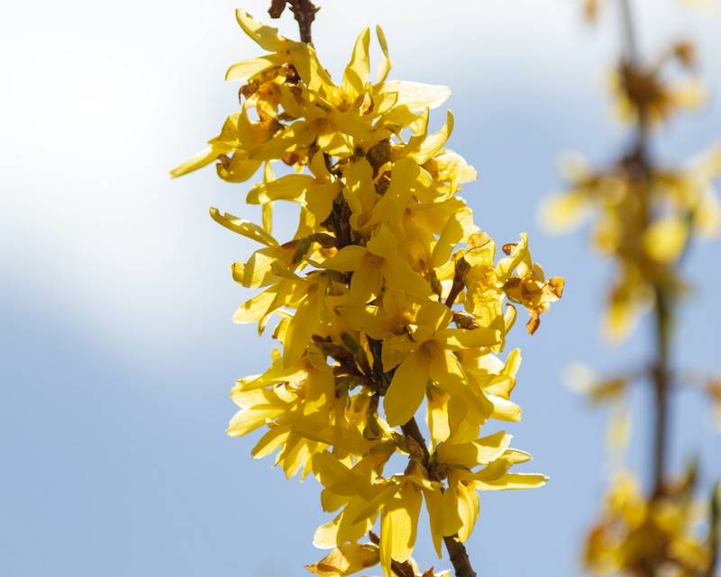 Is Forsythia Safe for Dogs?