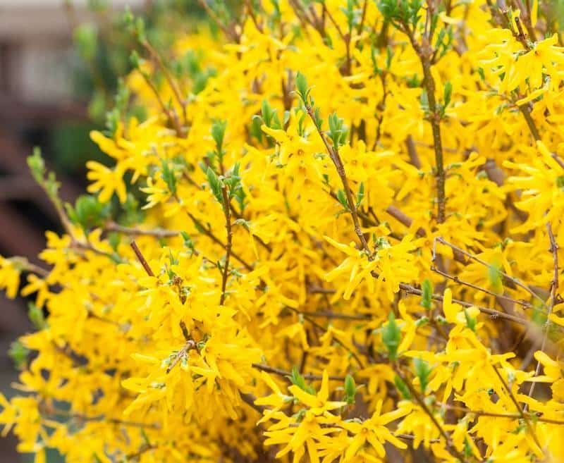 Is Forsythia Toxic to Dogs?