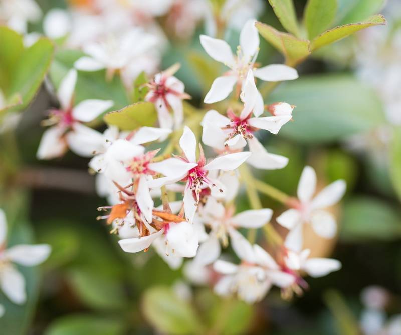 Is Indian Hawthorn Toxic to Dogs?