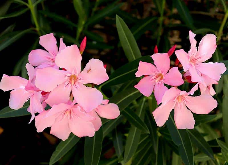 Is Oleander Toxic to Dogs?