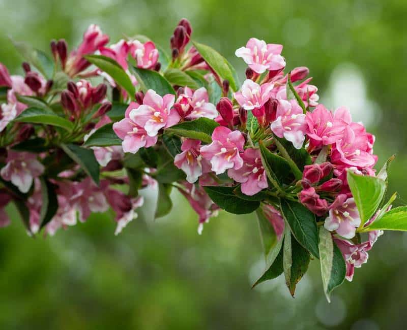 Is Weigela Poisonous to Dogs?