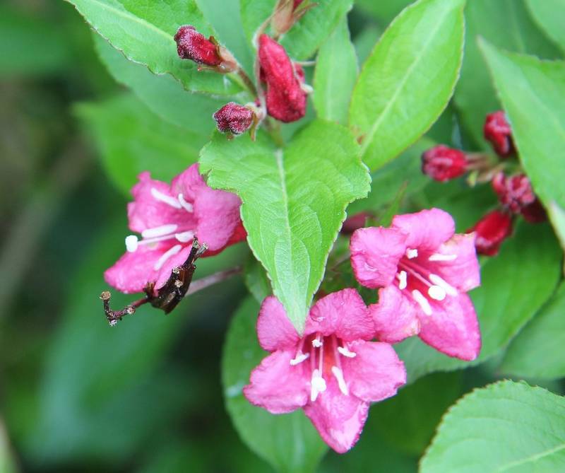 Is Weigela Toxic to Dogs?