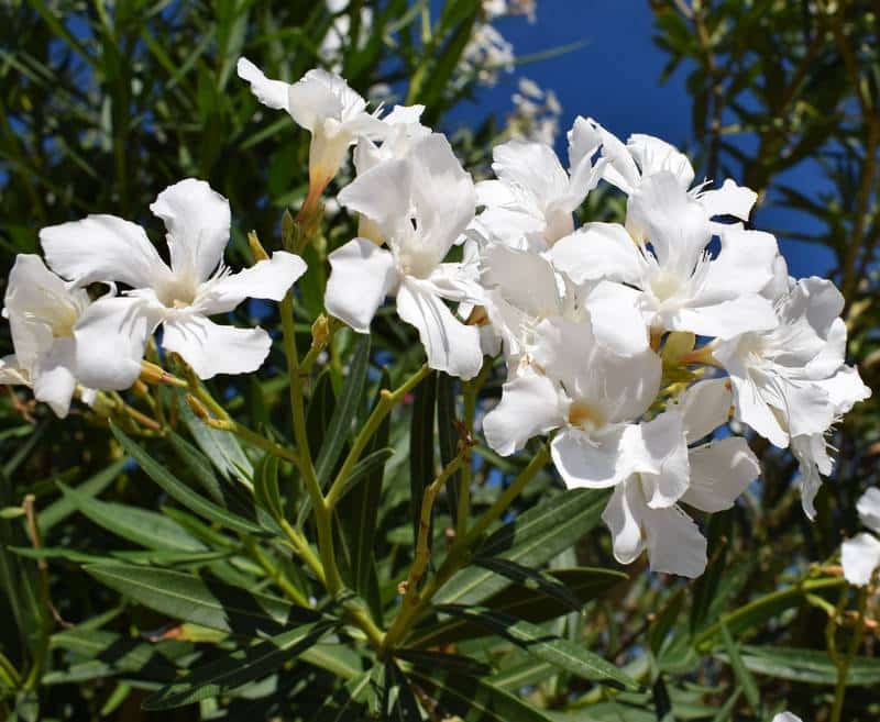 Oleander and Dogs