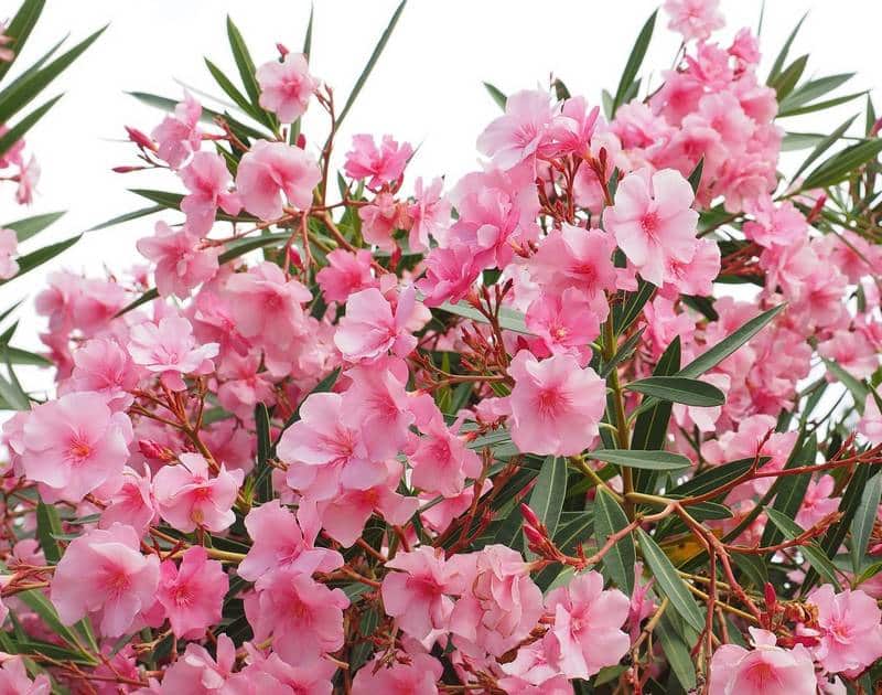 Oleander Poisonous to Dogs