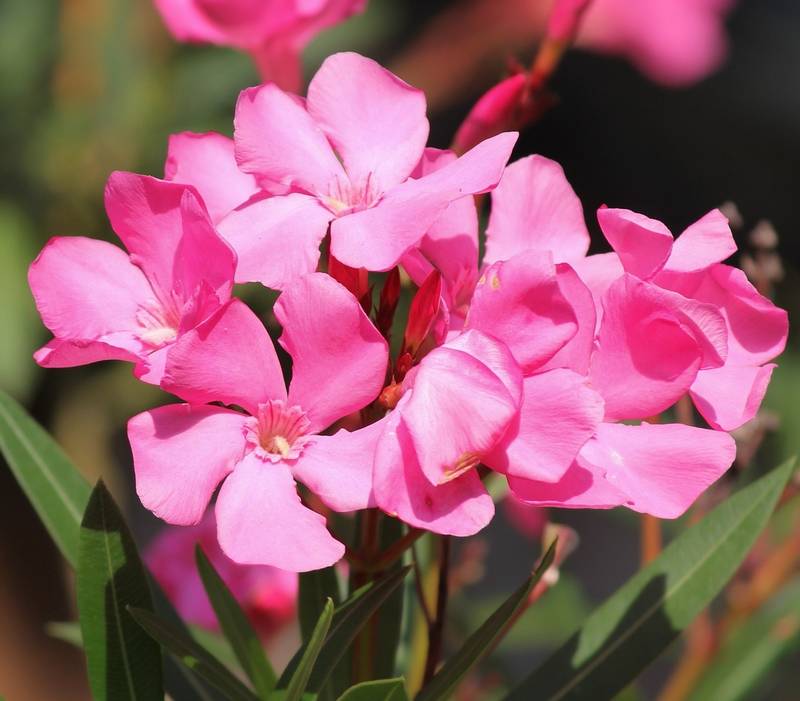 Oleander Poisonous to Dogs? Is Oleander Toxic to Dogs? [Answered]