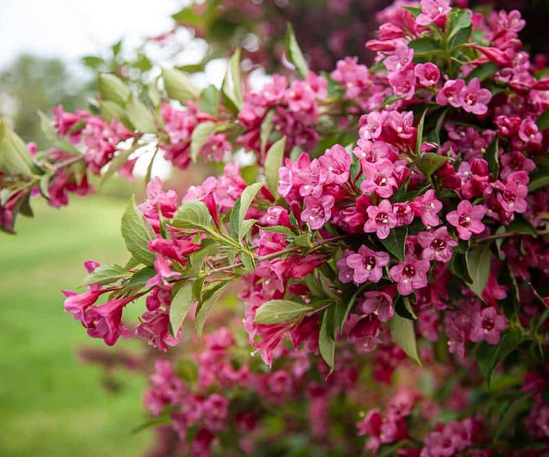 Weigela and Dogs
