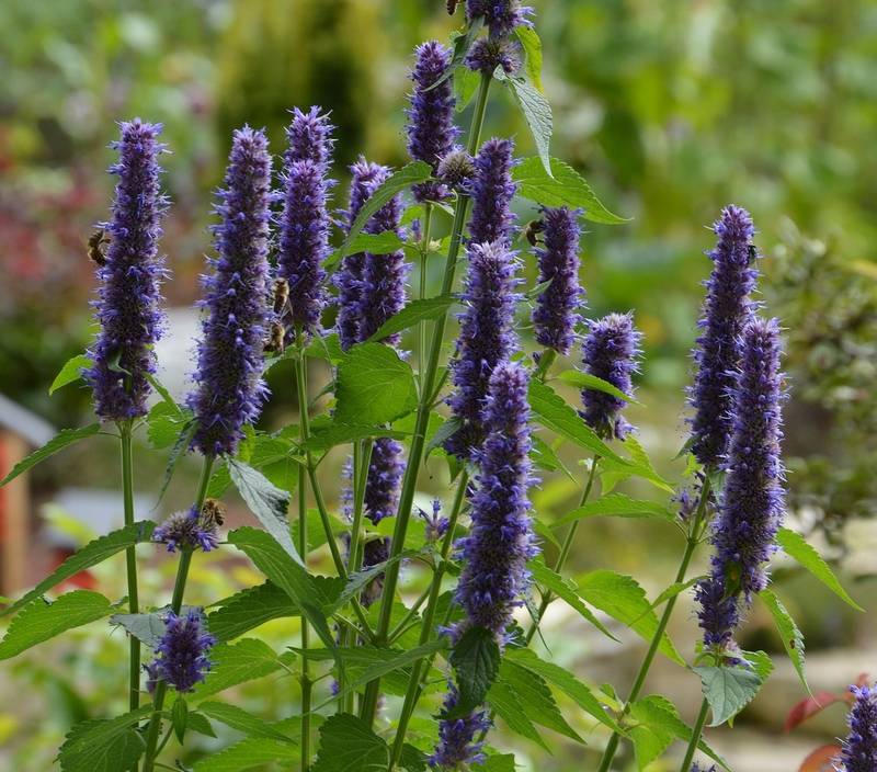 Is Agastache Toxic to Dogs? Is Agastache Poisonous to Dogs?