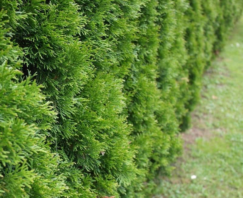 Arborvitae Safe for Dogs