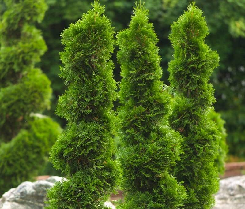 Are Arborvitae Poisonous to Dogs?