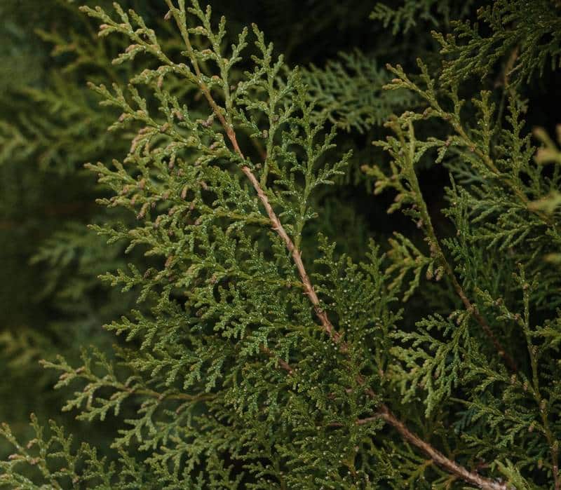 Are Arborvitae Toxic to Dogs?