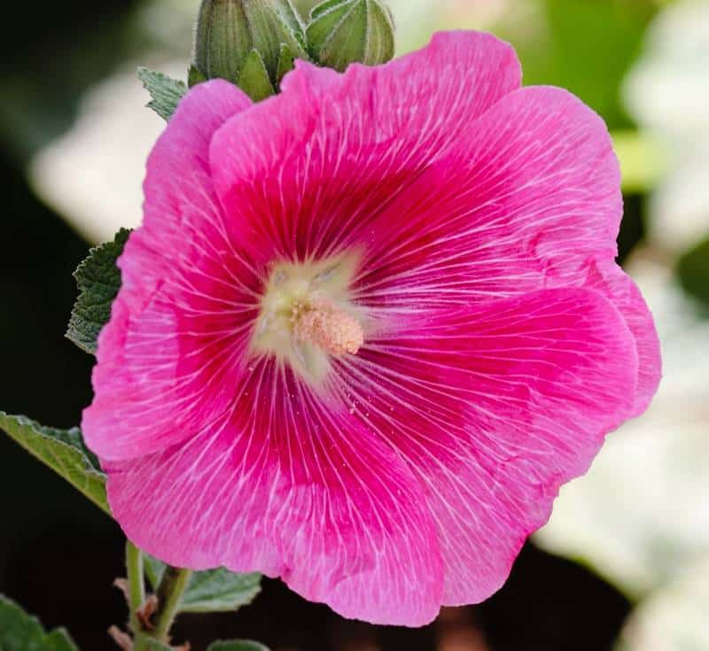 Are Hollyhocks Poisonous to Dogs?